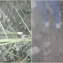 Jujeños atraparon a un ladrón y lo filmaron: varios lo reconocieron 