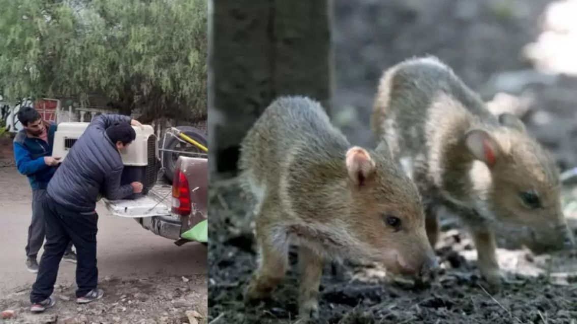 Exitoso rescate de pecaríes de collar en Jujuy: Los detalles