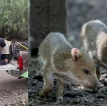 Exitoso rescate de pecaríes de collar en Jujuy: Los detalles