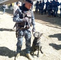 Perro héroe salvó a un policía jujeño de ser acuchillado 