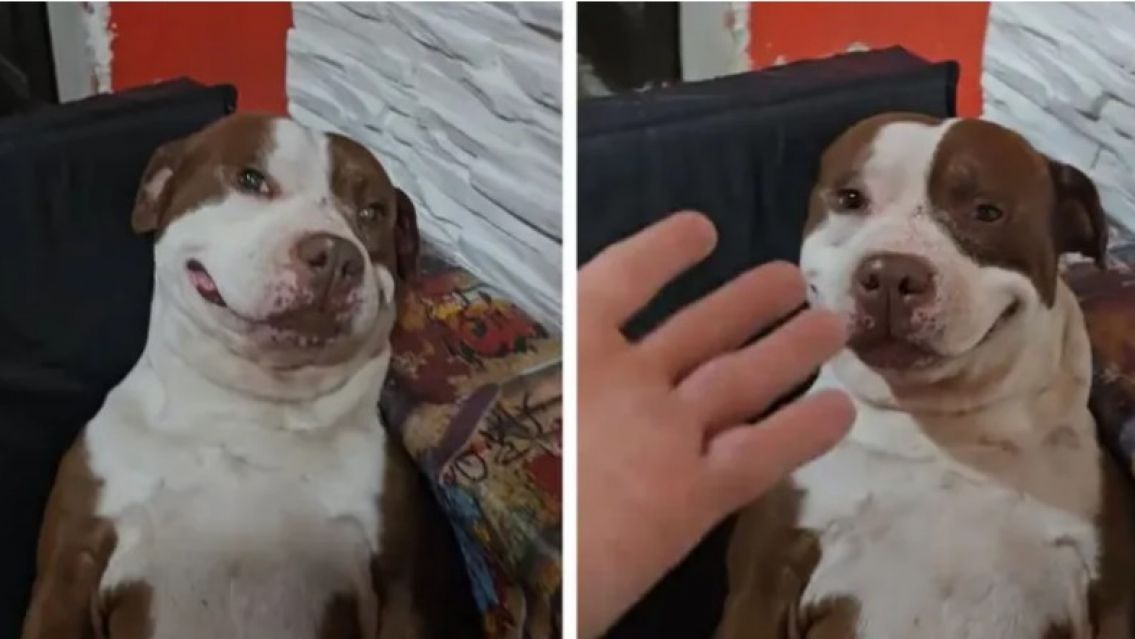 El perro que sonri� ante un posible robo y es furor en TikTok