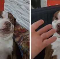 El perro que sonrió ante un posible robo y es furor en TikTok