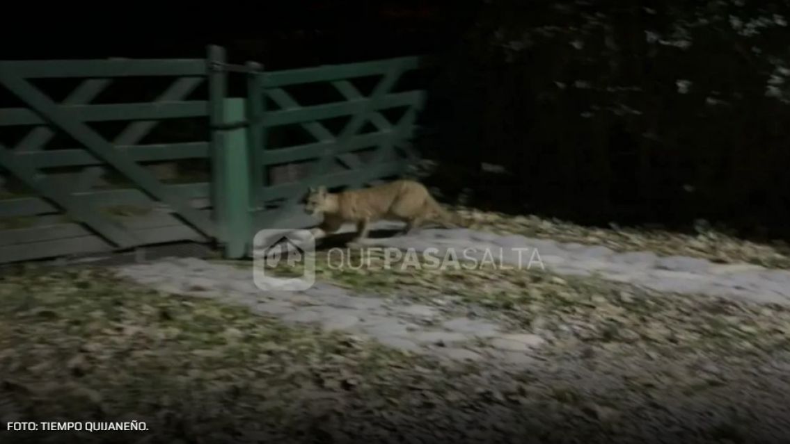 Apareció un puma en una zona urbana y crece la preocupación entre los vecinos