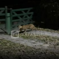Apareció un puma en una zona urbana y crece la preocupación entre los vecinos