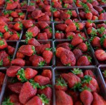 La caja de frutillas se vende a más de $30 mil pesos en Jujuy