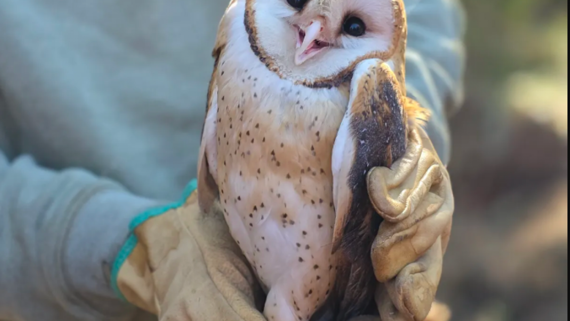 Tres aves silvestres fueron liberadas en el Parque Provincial La Reina