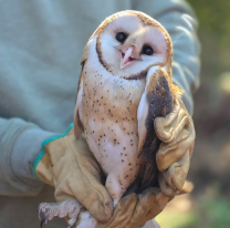  Tres aves silvestres fueron liberadas en el Parque Provincial La Reina