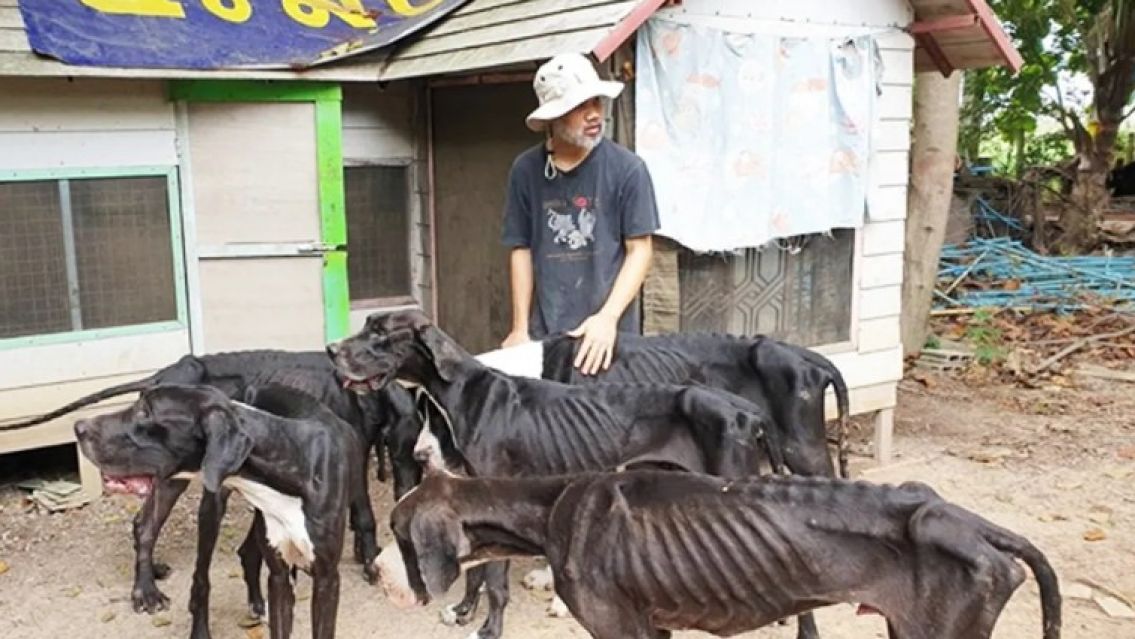 Cerr� su criadero y abandon� a 15 perros desnutridos: Los adopt� un rey