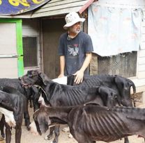 Cerró su criadero y abandonó a 15 perros desnutridos: Los adoptó un rey