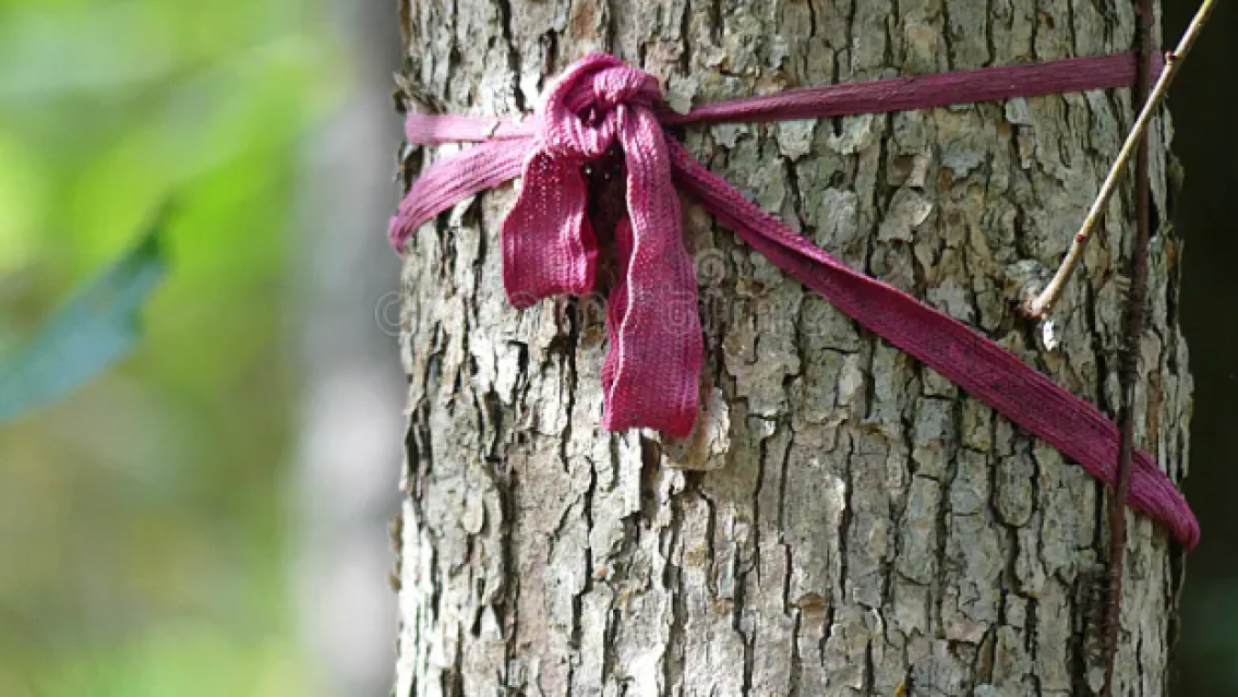 Tendencia que crece a pasos agigantados: el árbol de la prosperidad