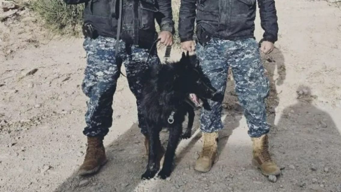 Gracias a este perro de la polic�a de Jujuy se logr� rescatar a una juje�a y su beb�