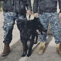 Gracias a este perro de la policía de Jujuy se logró rescatar a una jujeña y su bebé