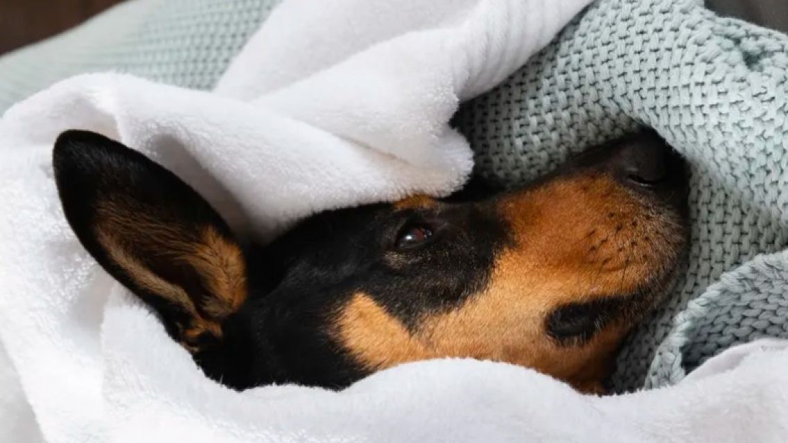 Ola polar: los mejores consejos para que tu perro no sufra el fr�o