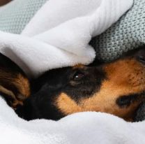 Ola polar: los mejores consejos para que tu perro no sufra el frío