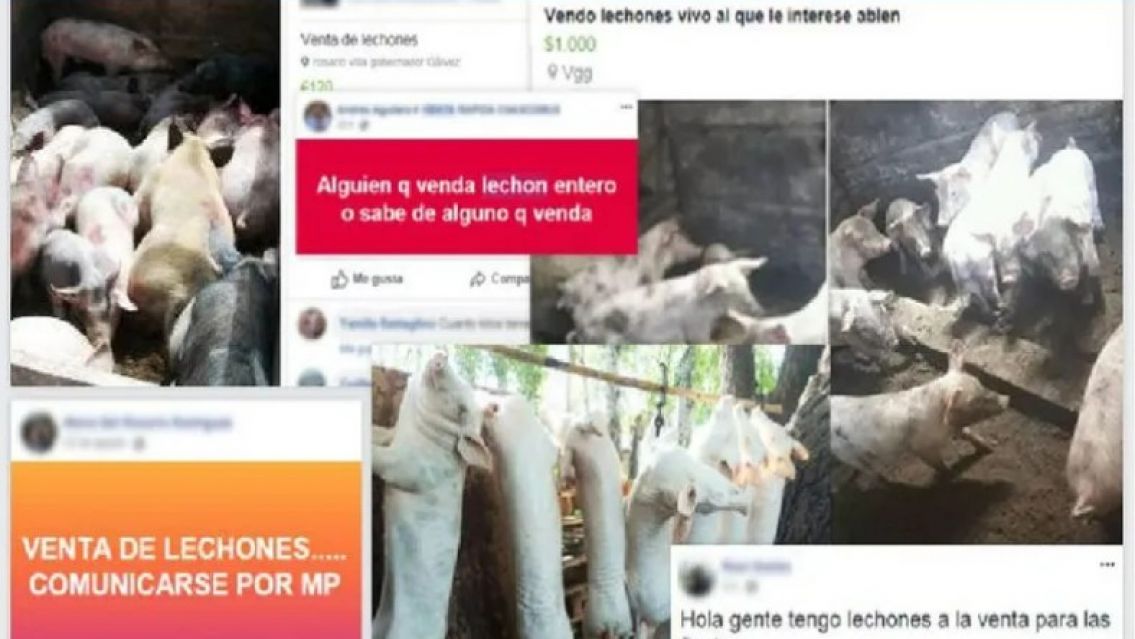 Dura advertencia sobre los peligros de comprar carne por redes sociales en Jujuy