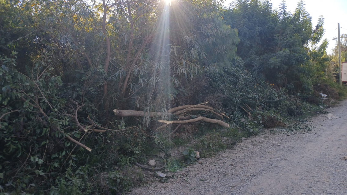 Qué le pasó al abuelito: fue a juntar leña por el frío y murió