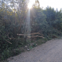 Qué le pasó al abuelito: fue a juntar leña por el frío y murió