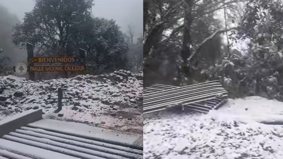Belleza inigualable: así amaneció el Parque Nacional Calilegua por la nieve