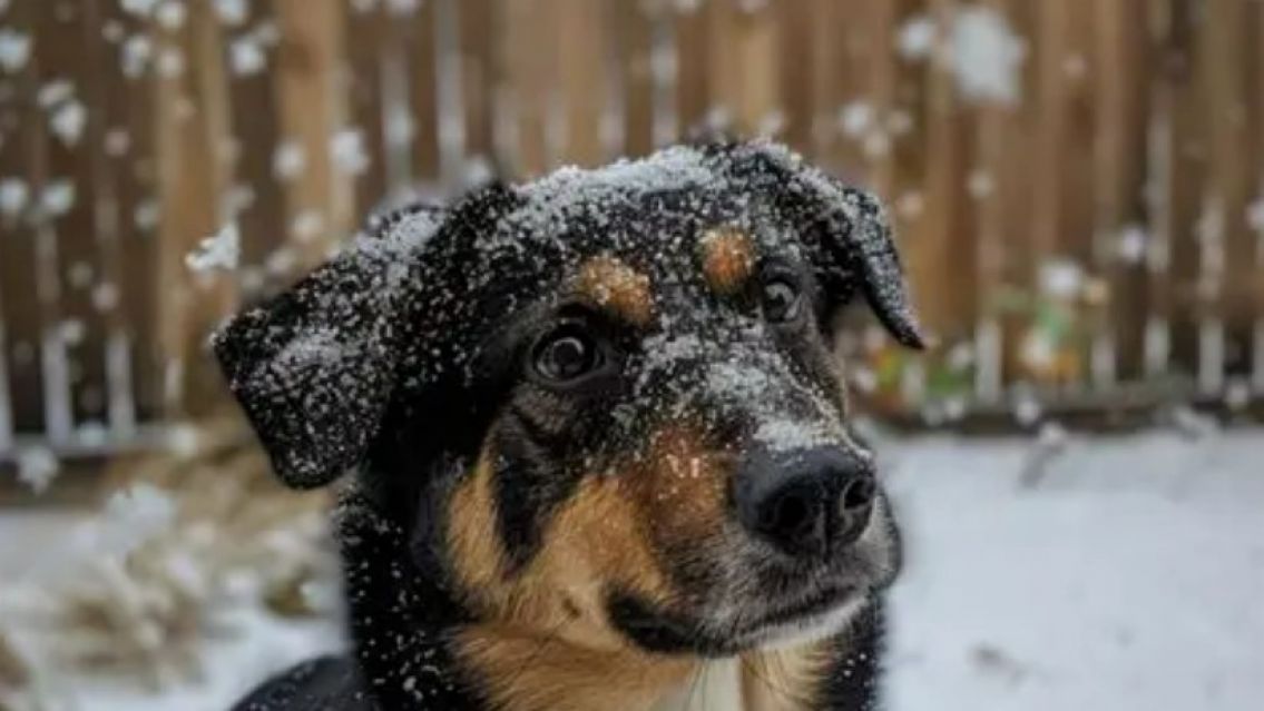 C�mo afecta el fr�o a los perros: se�ales de alerta y cuidados esenciales