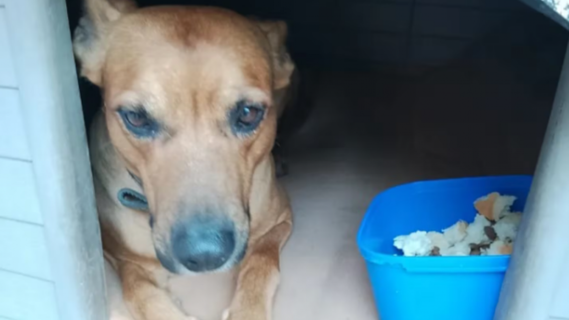 Víctima de la ola polar: murió de hipotermia con tal de no dejar solo a su perrito