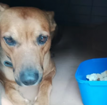 Víctima de la ola polar: murió de hipotermia con tal de no dejar solo a su perrito