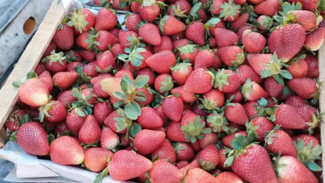 Heladas afectan la producci�n de frutilla en El Carmen: Podr�an subir los precios