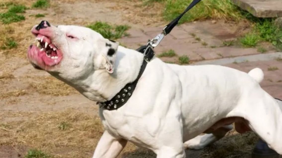 Una mujer soltó sus perros para que ataquen a los policías: Quedó detenida