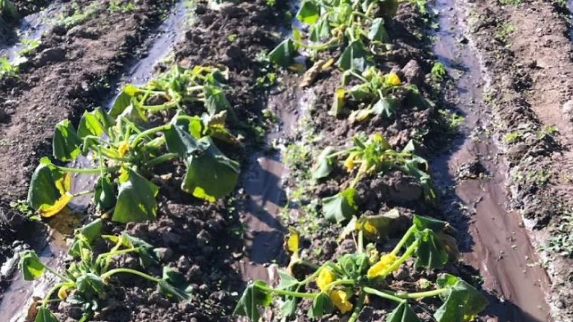Las heladas provocaron graves p�rdidas en cultivos: se vienen subas fuertes en Jujuy