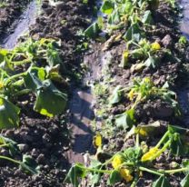 Las heladas provocaron graves pérdidas en cultivos: se vienen subas fuertes en Jujuy