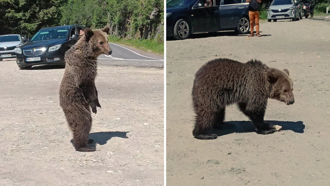 Turista se sac� una foto con un oso, otro lo atac� y muri�