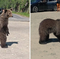Turista se sacó una foto con un oso, otro lo atacó y murió