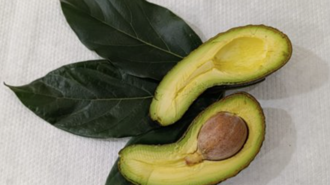 La nueva palta que descubrieron en Jujuy: es �nica y promete ser furor�