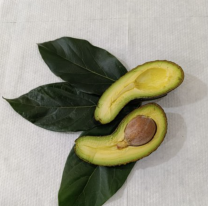 La nueva palta que descubrieron en Jujuy: es única y promete ser furor 