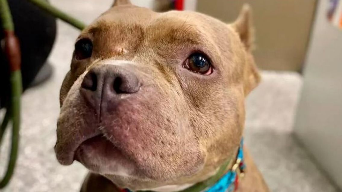 At� a su hijo y dej� que un pitbull lo atacara