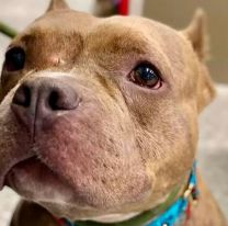 Ató a su hijo y dejó que un pitbull lo atacara