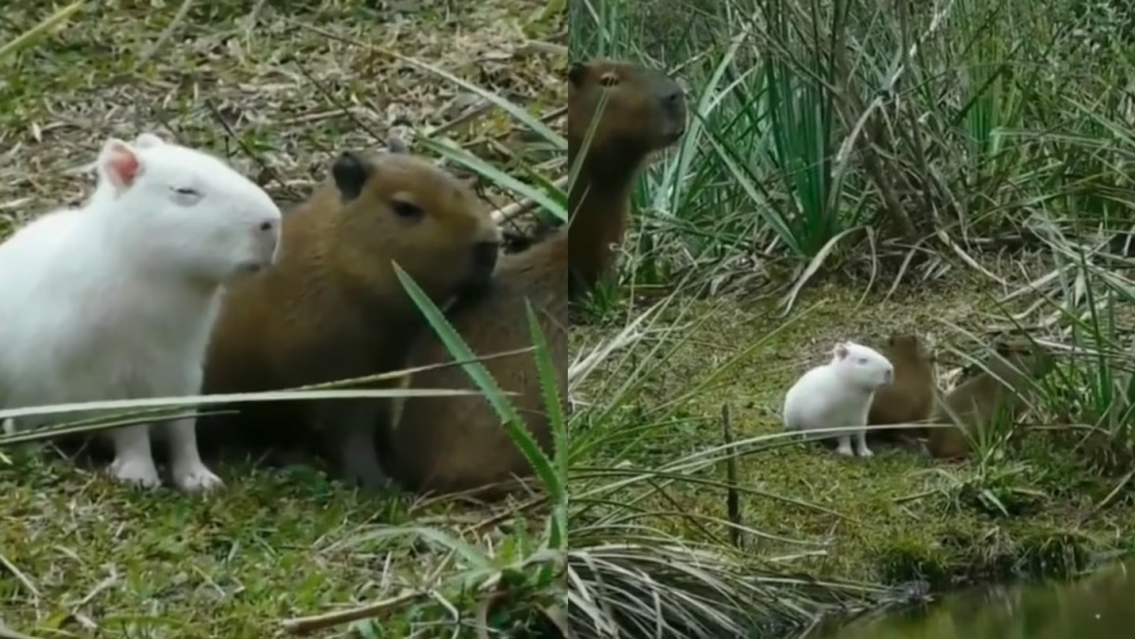 Es hermoso: todas las fotos del "carpincho albino"