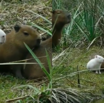 Es hermoso: todas las fotos del "carpincho albino"