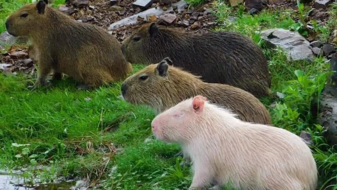 En Nordelta odian a los carpinchos y con este terrible método buscan eliminarlos
