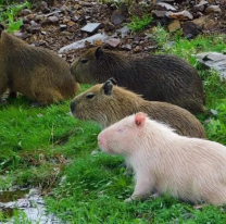 En Nordelta odian a los carpinchos y con este terrible método buscan eliminarlos