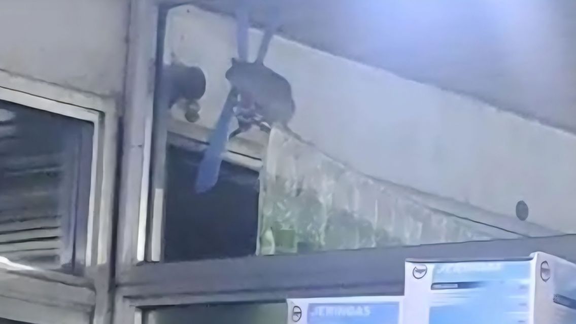 Trabajadores del Hospital "Wenceslao Gallardo" en Alerta por Infestación de Ratas