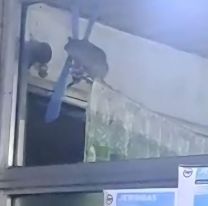 Trabajadores del Hospital "Wenceslao Gallardo" en Alerta por Infestación de Ratas