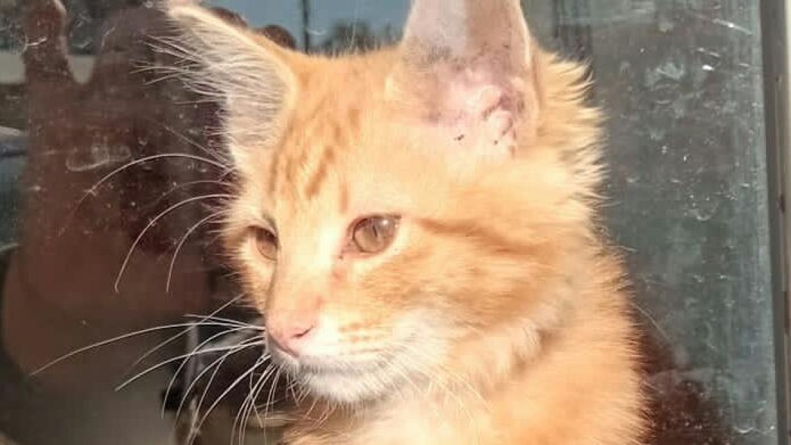 Desesperada búsqueda en Alto Comedero: "Coquito desapareció y necesito ayuda para encontrarlo"