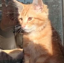 Desesperada búsqueda en Alto Comedero: "Coquito desapareció y necesito ayuda para encontrarlo"