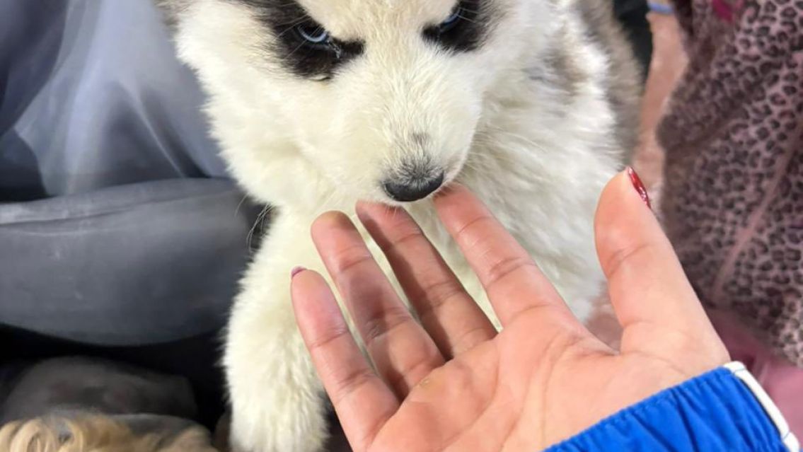 La peligrosa moda en Jujuy: cruzan a Bolivia para comprar perros de raza