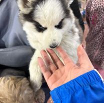 La peligrosa moda en Jujuy: cruzan a Bolivia para comprar perros de raza 