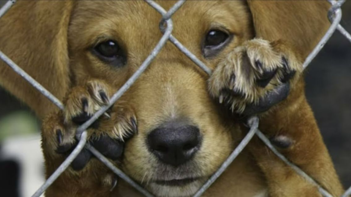 Nueva campa�a contra el maltrato animal en Jujuy: Los detalles