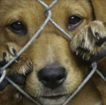 Nueva campaña contra el maltrato animal en Jujuy: Los detalles