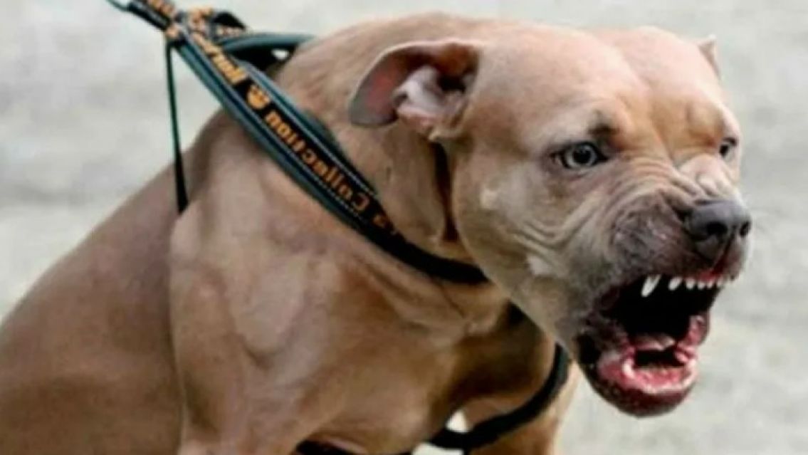Un pitbull se meti� a una casa en Palpal� y mat� a un caniche