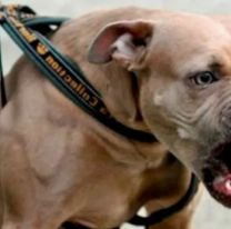 Un pitbull se metió a una casa en Palpalá y mató a un caniche