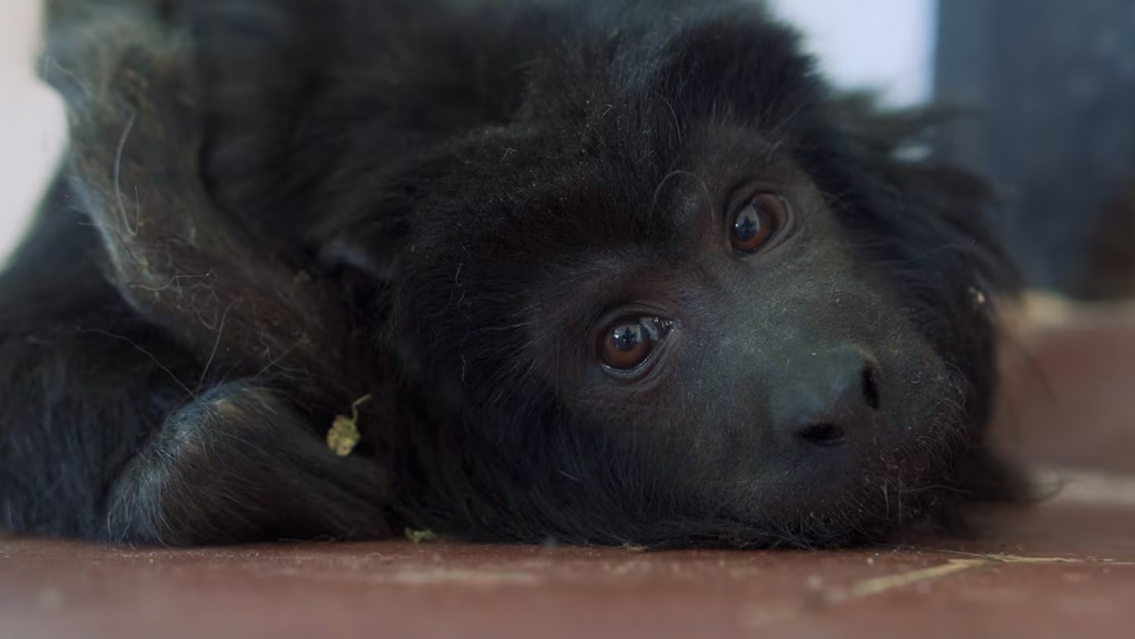Murió "Coco", estaba en el ropero de una mansión en uno de los barrios más chetos